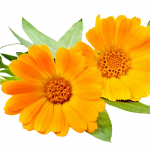 calendula